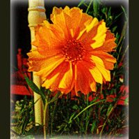 Greetings From Dragonfly Cottage, April 27, 2013