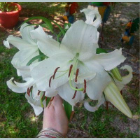 Greetings From Dragonfly Cottage * Monday, August 12, 2013