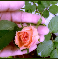 Greetings From Dragonfly Cottage, April 29, 2013