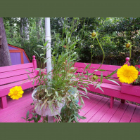 Greetings From Dragonfly Cottage, May 5, 2013