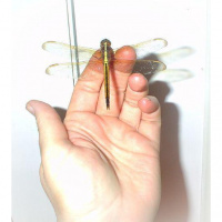 Greetings From Dragonfly Cottage, Mothers Day, 5/12/13