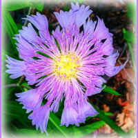 Greetings From Dragonfly Cottage, Thursday, May 30, 2013