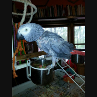 Greetings From Dragonfly Cottage, April 8, 2013