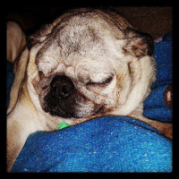 Greetings From Dragonfly Cottage, Saturday, June 8, 2013