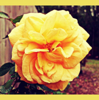 Greetings From Dragonfly Cottage, April 15, 2013