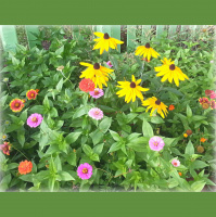 Greetings From Dragonfly Cottage, Monday, June 24, 2013