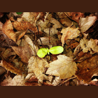 Sundays At Dragonfly Cottage * January 5, 2014