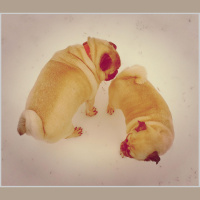 Mindful Moments at Dragonfly Cottage * February 2. 2014