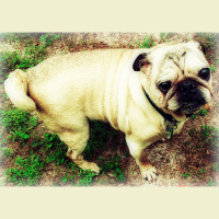 Greetings From Dragonfly Cottage, Monday, June 3, 2013