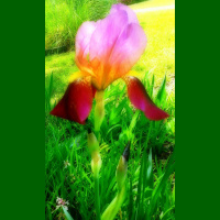 Greetings From Dragonfly Cottage, April 28, 2013