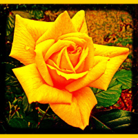 Greetings From Dragonfly Cottage, May1, 2013