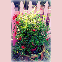 Greetings From Dragonfly Cottage, Tuesday, May 21, 2013