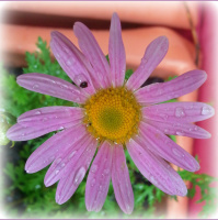 Greetings From Dragonfly Cottage, Thursday, June 20, 2013