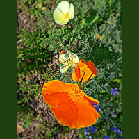 Greetings From Dragonfly Cottage, April 17, 2013