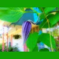 Greetings From Dragonfly Cottage, April 21, 2013