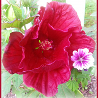 Greetings From Dragonfly Cottage, Friday, July 19, 2013