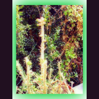 A Special Holiday Podcast From Dragonfly Cottage * Dec. 9. 2013