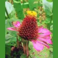 Greetings From Dragonfly Cottage * Sunday Night, August 25, 2013