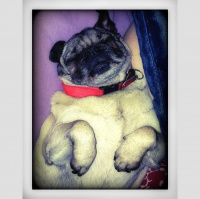 Greetings From Dragonfly Cottage, April 25, 2013