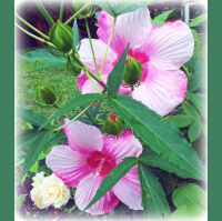 Greetings From Dragonfly Cottage, Thursday, June 27, 2013