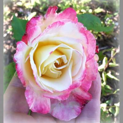 Wabi Sabi Womans Posts