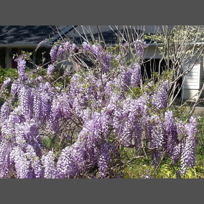 Wabi Sabi Womans Posts