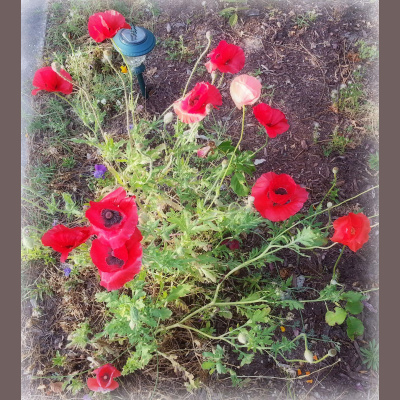 Wabi Sabi Womans Posts