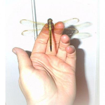 Wabi Sabi Womans Posts