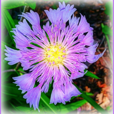 Wabi Sabi Womans Posts