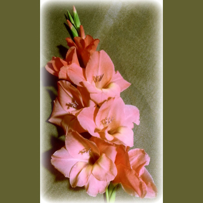 Wabi Sabi Womans Posts