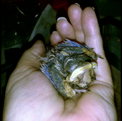 Wabi Sabi Womans Posts