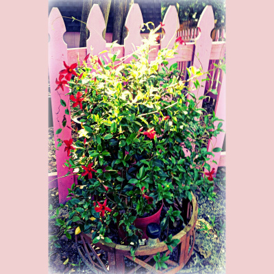 Wabi Sabi Womans Posts