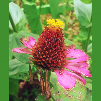 Wabi Sabi Womans Posts