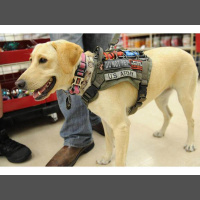 The Rock  Roll Shrink Radio Show Ep. 84 - Dogs of War - Service Dogs  ESAs 2/2