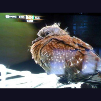 Robin Coopers World Cup Podcasts 3