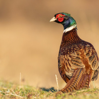 Straight from the stand with Steve Carney!