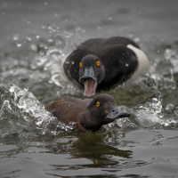Transitioning to the fall bite with Steve Carney