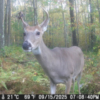 Steve Carney thinks those bachelor groups of deer could get ROWDY