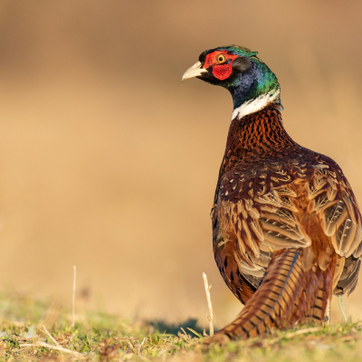 Steve Thomson And Eric Nelson