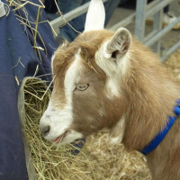 British Goat Society