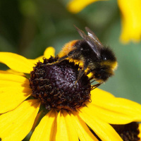 Jeromes Bumblebee Challenge