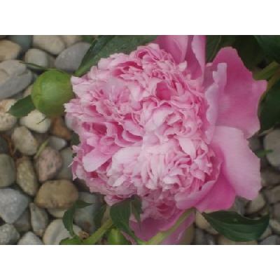 Blessings From Within