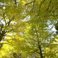 #16 Send a Tree a Love Letter