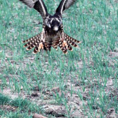 English Break Podcast