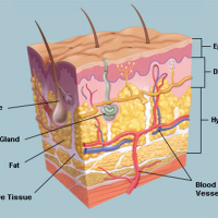 YOUR SKIN IS AN ORGAN