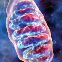 Mitochondria Biogenesis 