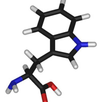 Take a Trip with Tryptophan
