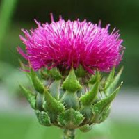 The Milk Thistle Family 