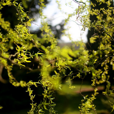 Dr. Dahans Daily Wisdom - Motivational Podcast