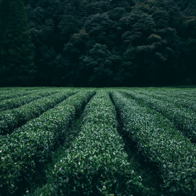 Dr. Dahans Daily Wisdom - Motivational Podcast